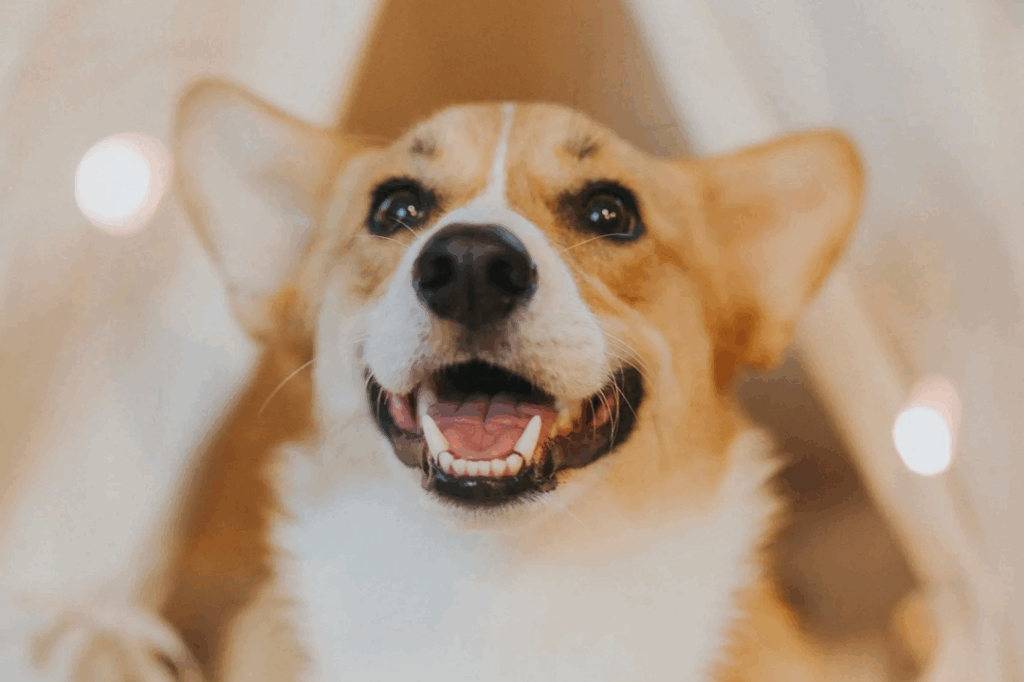 veterinaire-varennes