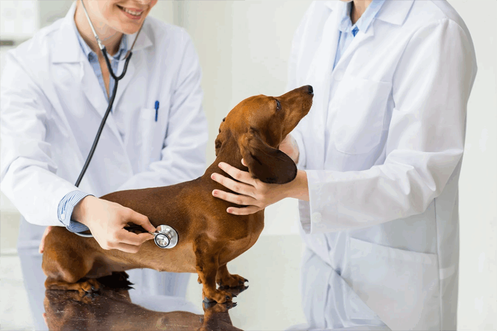 veterinaire-varennes