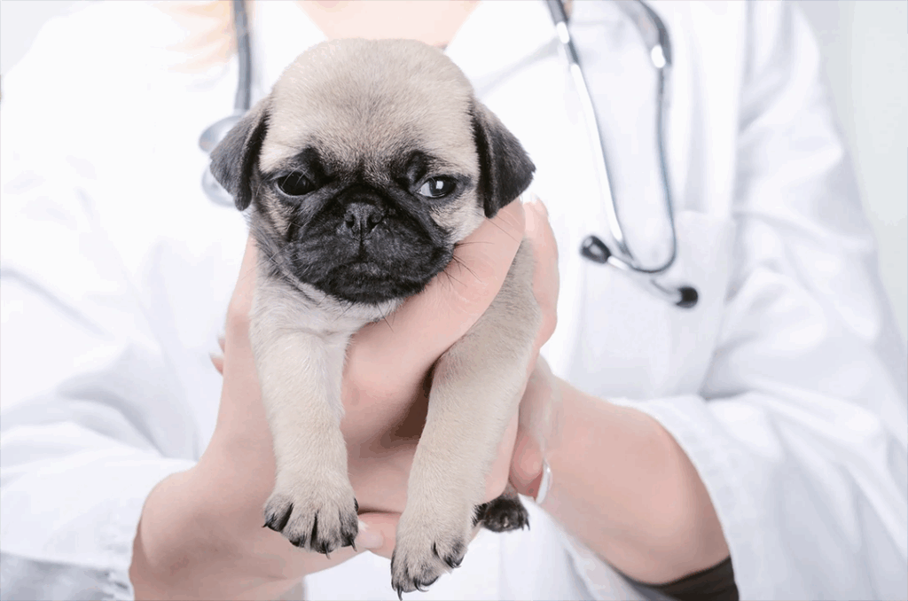 veterinaire-varennes