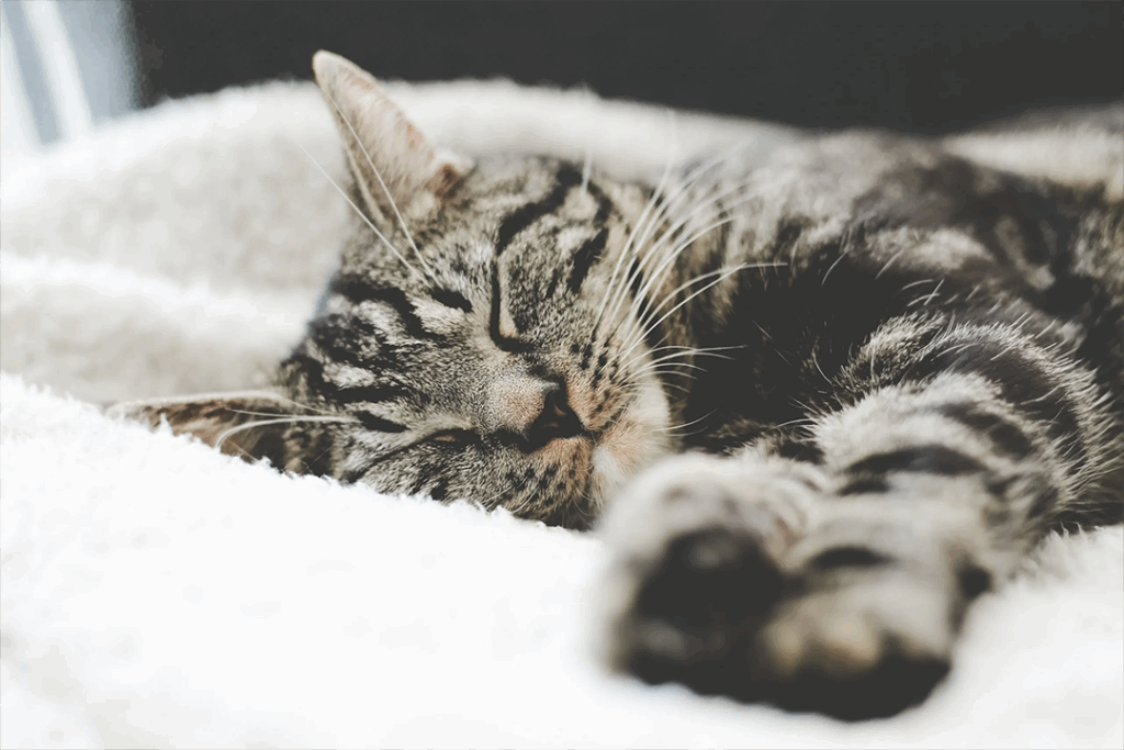 veterinaire-varennes